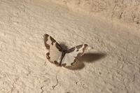 Lomaspilis marginata