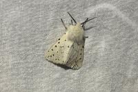 Spilosoma lubricipeda