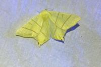 Ourapteryx sambucaria