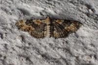 Eupithecia pulchellata