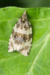 Orthotaenia undulana