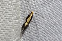 Monopis obviella