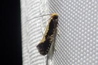 Monopis obviella