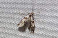 Scythropia crataegella