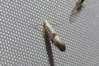 Argyresthia spinosella