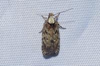 Depressaria douglasella
