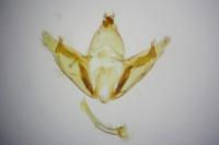 Depressaria douglasella