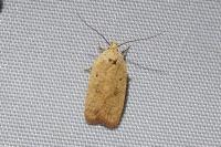 Agonopterix irrorata