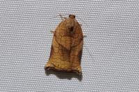 Archips podana