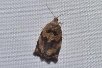 Archips crataegana