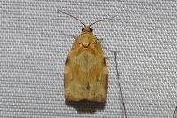 Archips xylosteana