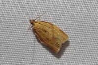 Clepsis consimilana