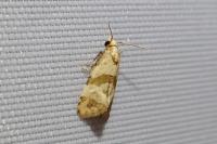 Phalonidia contractana