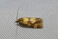 Aethes tesserana