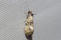 Cochylis atricapitana