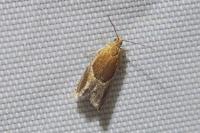 Ancylis unculana