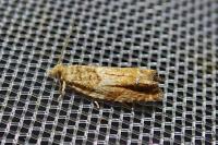 Epinotia abbreviana