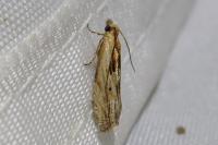 Eucosma cana