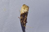 Hedya nubiferana