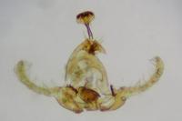 Endothenia oblongana