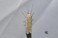 Homoeosoma nebulellum