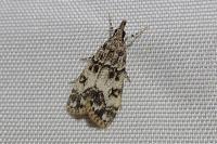Eudonia lacustrata