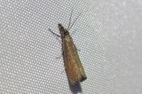 Platytes cerussella