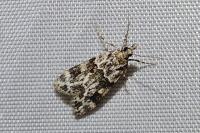 Eudonia delunella