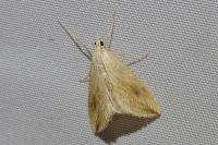 Evergestis forficalis