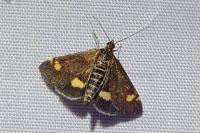 Pyrausta aurata