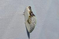 Cilix glaucata