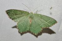 Hemithea aestivaria