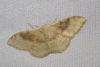 Idaea degeneraria