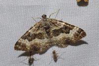 Epirrhoe alternata