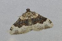 Epirrhoe galiata