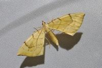 Gandaritis pyraliata