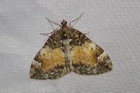 Dysstroma truncata