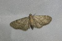 Eupithecia haworthiata