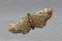 Pasiphila chloerata