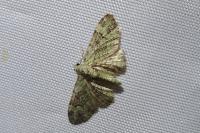 Pasiphila rectangulata