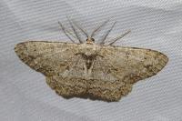 Hypomecis punctinalis