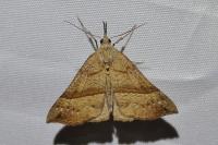 Hypena proboscidalis