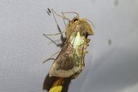 Diachrysia chrysitis/stenochrysis