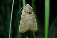 Hoplodrina ambigua