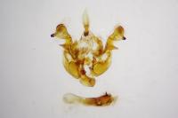Oligia latruncula