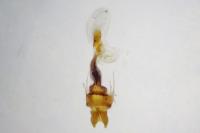 Oligia strigilis