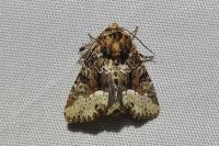 Oligia strigilis