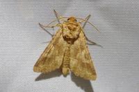 Conisania luteago