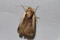 Ochropleura plecta