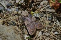 Agrotis puta
